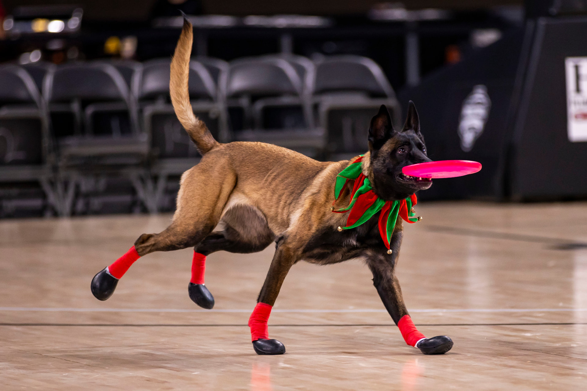 Holiday frisbee dog halftime show
